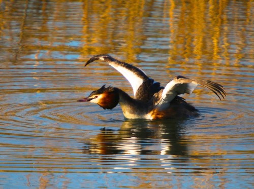 La cité des oiseaux